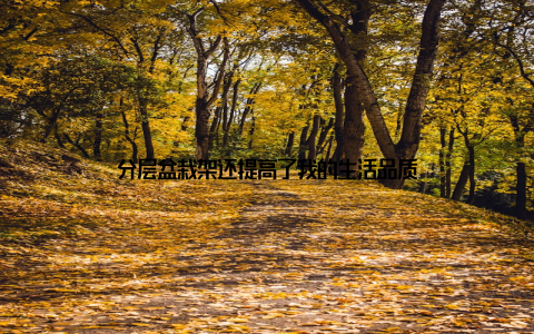 分层盆栽架还提高了我的生活品质