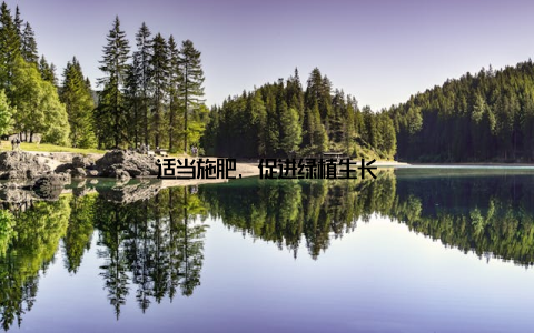 适当施肥, 促进绿植生长