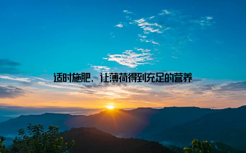 适时施肥, 让薄荷得到充足的营养