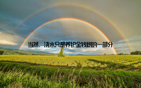 当然, 浇水只是养护金钱树的一部分