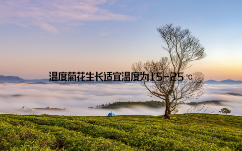 温度菊花生长适宜温度为15-25℃