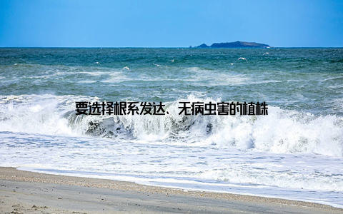 要选择根系发达、无病虫害的植株