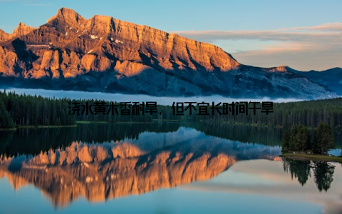 浇水黄木香耐旱, 但不宜长时间干旱