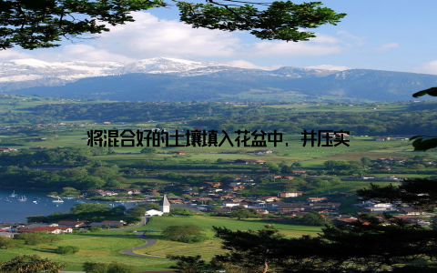 将混合好的土壤填入花盆中, 并压实