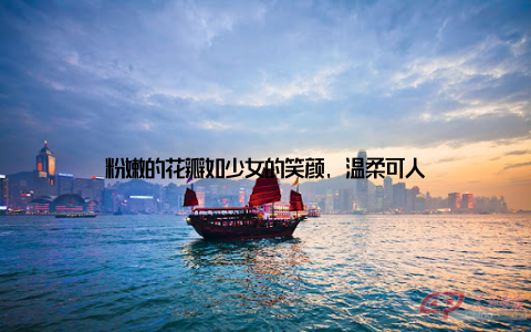 粉嫩的花瓣如少女的笑颜, 温柔可人