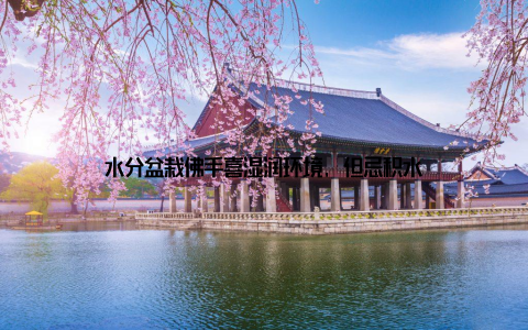 水分盆栽佛手喜湿润环境, 但忌积水