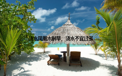 浇水凤凰木耐旱, 浇水不宜过多