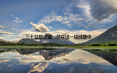 三七盆栽之美, 尽在这一抹绿意中