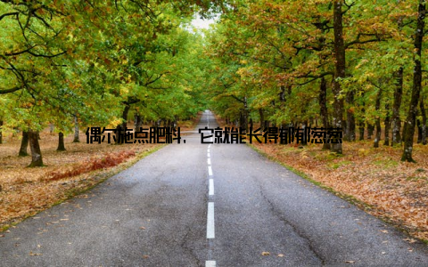 偶尔施点肥料, 它就能长得郁郁葱葱