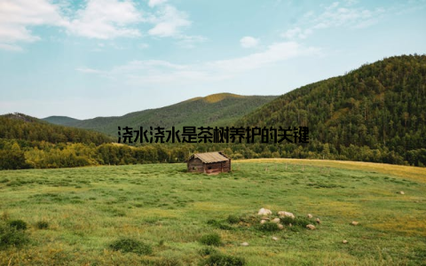 浇水浇水是茶树养护的关键