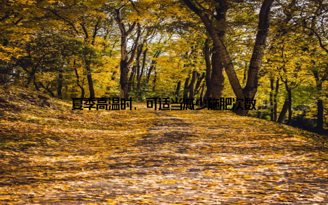 夏季高温时, 可适当减少施肥次数