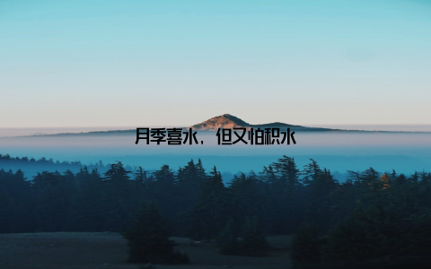 月季喜水, 但又怕积水