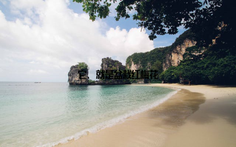 它, 就是盆栽红梅花