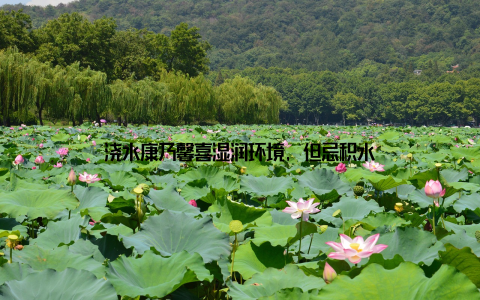 浇水康乃馨喜湿润环境, 但忌积水