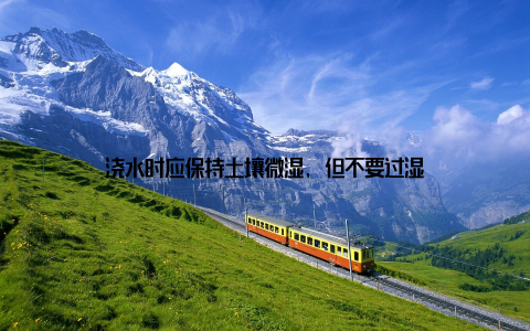 浇水时应保持土壤微湿, 但不要过湿