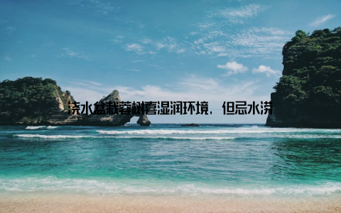 浇水盆栽蓉树喜湿润环境, 但忌水涝