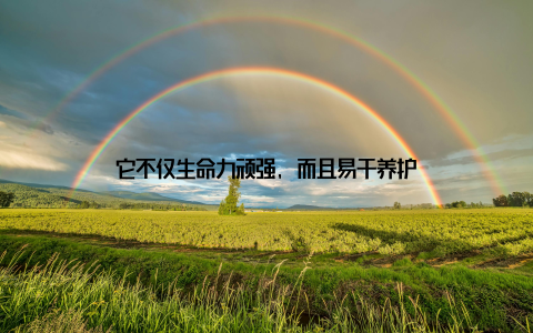 它不仅生命力顽强, 而且易于养护