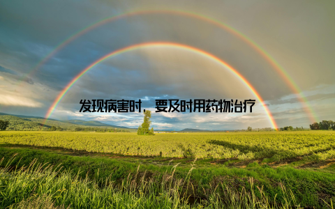 发现病害时, 要及时用药物治疗