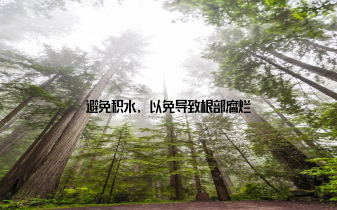 避免积水, 以免导致根部腐烂