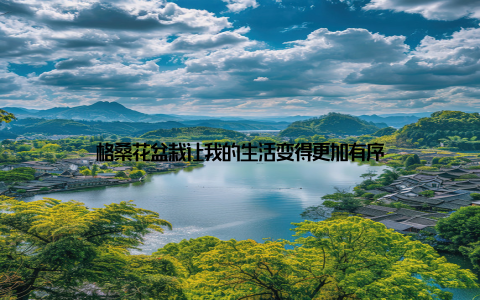 格桑花盆栽让我的生活变得更加有序