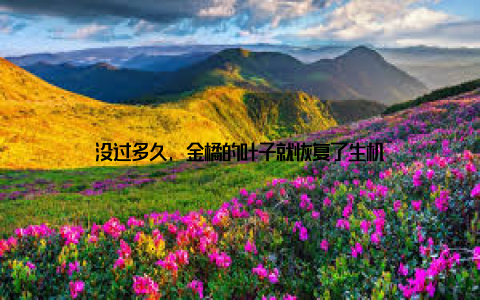 没过多久, 金橘的叶子就恢复了生机