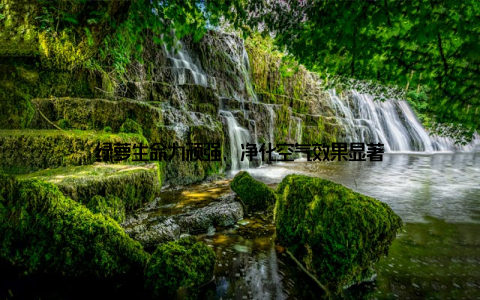 绿萝生命力顽强, 净化空气效果显著