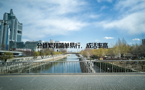 分株繁殖简单易行, 成活率高