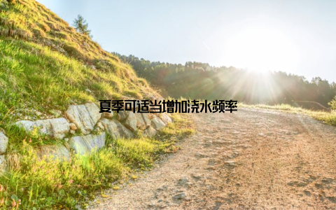 夏季可适当增加浇水频率