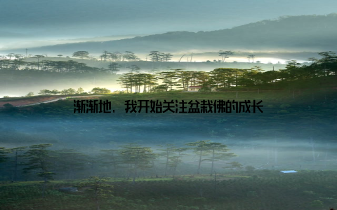 渐渐地, 我开始关注盆栽佛的成长