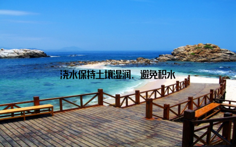 浇水保持土壤湿润, 避免积水