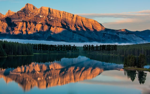 4用喷壶轻轻喷水, 保持土壤湿润