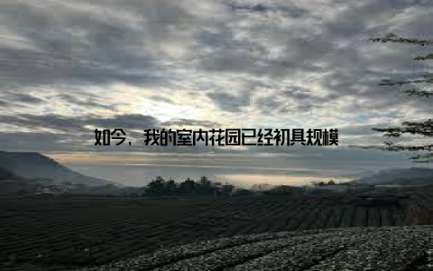 如今, 我的室内花园已经初具规模