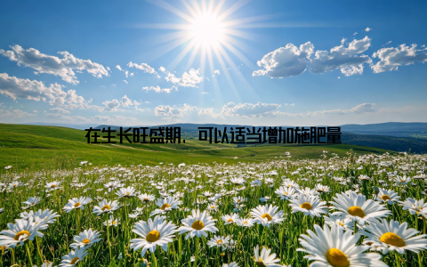 在生长旺盛期, 可以适当增加施肥量