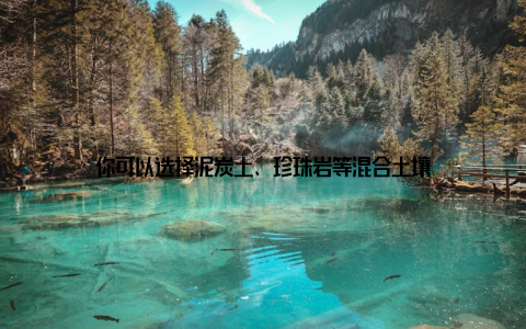 你可以选择泥炭土、珍珠岩等混合土壤