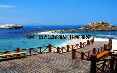 而且, 喜光盆栽的适应性真的很强