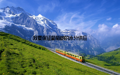 我要保证葡萄树的水分供应