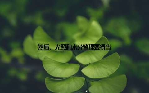 然后, 光照和水分管理要得当