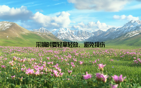 采摘时要轻拿轻放, 避免损伤