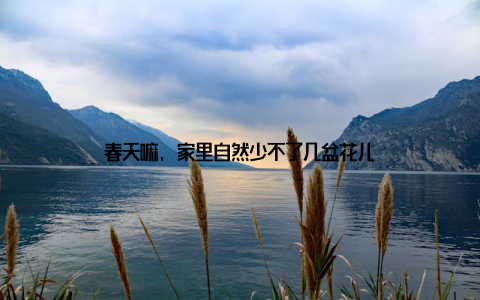 春天嘛, 家里自然少不了几盆花儿