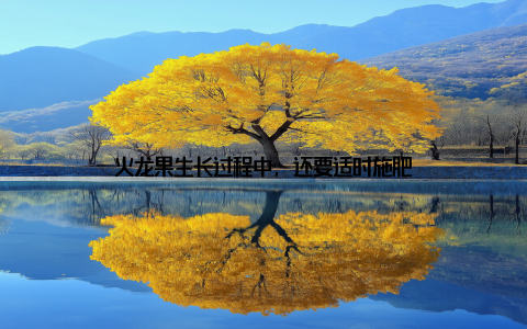 火龙果生长过程中, 还要适时施肥