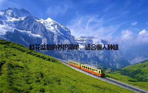 桂花盆栽的养护简单, 适合懒人种植