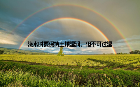 浇水时要保持土壤湿润, 但不可过湿