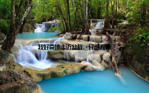 我好奇地走近盆栽, 仔细观察