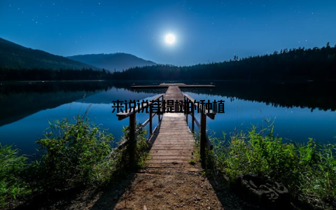 来说说菩提树的种植