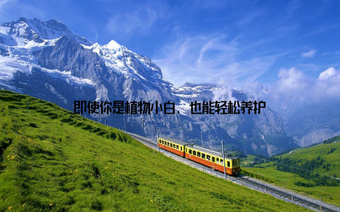 即使你是植物小白, 也能轻松养护