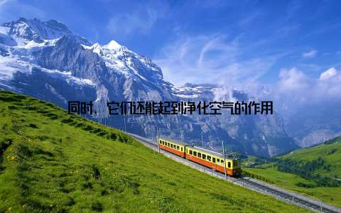 同时, 它们还能起到净化空气的作用