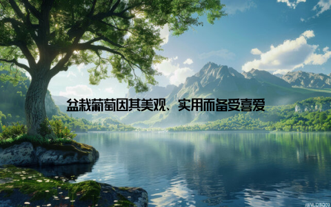 盆栽葡萄因其美观、实用而备受喜爱