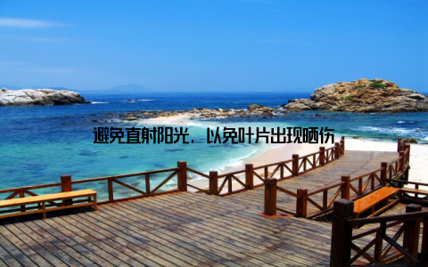 避免直射阳光, 以免叶片出现晒伤