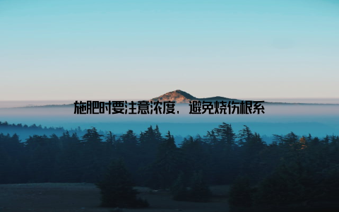 施肥时要注意浓度, 避免烧伤根系