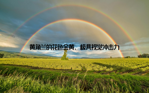 黄角兰的花色金黄, 极具视觉冲击力